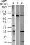 Toll Like Receptor 2 antibody, GTX13930, GeneTex, Western Blot image 