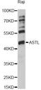 Astacin Like Metalloendopeptidase antibody, LS-C749965, Lifespan Biosciences, Western Blot image 