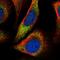 Zinc Finger Protein 703 antibody, NBP1-82239, Novus Biologicals, Immunofluorescence image 