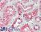 Regulator of G-protein signaling 22 antibody, LS-B8855, Lifespan Biosciences, Immunohistochemistry paraffin image 