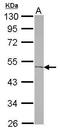 Acyl-CoA Thioesterase 9 antibody, GTX115724, GeneTex, Western Blot image 