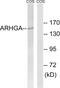 Rho Guanine Nucleotide Exchange Factor 10 antibody, PA5-39417, Invitrogen Antibodies, Western Blot image 