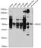 DNA Polymerase Alpha 2, Accessory Subunit antibody, 19-057, ProSci, Western Blot image 
