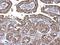 Aconitase 2 antibody, PA5-29960, Invitrogen Antibodies, Immunohistochemistry frozen image 