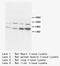 BCL10 Immune Signaling Adaptor antibody, LS-C171043, Lifespan Biosciences, Western Blot image 