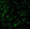 Protein kinase B antibody, 3519, ProSci Inc, Immunofluorescence image 