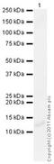 Parathyroid Hormone antibody, ab40630, Abcam, Western Blot image 