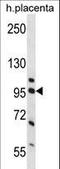 Nucleolin antibody, LS-C164777, Lifespan Biosciences, Western Blot image 