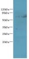 Tetratricopeptide Repeat Domain 30B antibody, LS-C378161, Lifespan Biosciences, Western Blot image 