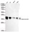 Protein Phosphatase 2 Catalytic Subunit Beta antibody, MBS475192, MyBioSource, Western Blot image 