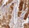 Glutamic-Oxaloacetic Transaminase 1 antibody, FNab03568, FineTest, Immunohistochemistry paraffin image 