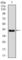 T antibody, abx011866, Abbexa, Western Blot image 