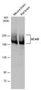 Neural Cell Adhesion Molecule 1 antibody, PA5-78402, Invitrogen Antibodies, Western Blot image 