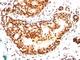 Small Ubiquitin Like Modifier 2 antibody, NBP2-45335, Novus Biologicals, Immunohistochemistry frozen image 