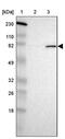 Protein O-Mannosyltransferase 2 antibody, PA5-51987, Invitrogen Antibodies, Western Blot image 