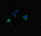 ATPase Phospholipid Transporting 8A1 antibody, LS-C677234, Lifespan Biosciences, Immunofluorescence image 
