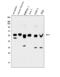 Growth Factor Independent 1 Transcriptional Repressor antibody, A00888-3, Boster Biological Technology, Western Blot image 