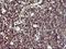 Interleukin 10 Receptor Subunit Alpha antibody, NBP2-46049, Novus Biologicals, Immunohistochemistry frozen image 