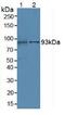 Villin 1 antibody, MBS2027994, MyBioSource, Western Blot image 