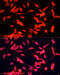 FMR1 Autosomal Homolog 1 antibody, 16-610, ProSci, Immunofluorescence image 