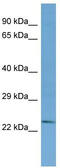 TRNA-YW Synthesizing Protein 3 Homolog antibody, TA340300, Origene, Western Blot image 