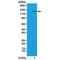 HIF1-alpha antibody, GTX33617, GeneTex, Western Blot image 