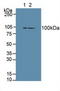 Dishevelled Segment Polarity Protein 3 antibody, LS-C293699, Lifespan Biosciences, Western Blot image 