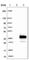 Ribose 5-Phosphate Isomerase A antibody, HPA042620, Atlas Antibodies, Western Blot image 