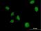 MAP3K7 C-Terminal Like antibody, H00056911-B01P, Novus Biologicals, Immunofluorescence image 