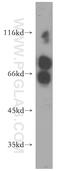 Myotubularin-related protein 6 antibody, 13684-1-AP, Proteintech Group, Western Blot image 