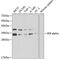 NFKB Inhibitor Alpha antibody, 13-941, ProSci, Western Blot image 
