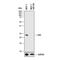 PYD And CARD Domain Containing antibody, AF3805, R&D Systems, Western Blot image 