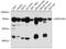 Hepatic And Glial Cell Adhesion Molecule antibody, A05533, Boster Biological Technology, Western Blot image 