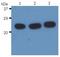 HRas Proto-Oncogene, GTPase antibody, GTX80140, GeneTex, Western Blot image 