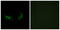 Olfactory Receptor Family 2 Subfamily M Member 3 antibody, GTX87059, GeneTex, Immunofluorescence image 