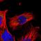 TNF Alpha Induced Protein 3 antibody, HPA002116, Atlas Antibodies, Immunofluorescence image 