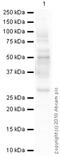 Aquaporin 1 (Colton Blood Group) antibody, ab9566, Abcam, Western Blot image 
