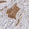Fibrinogen Gamma Chain antibody, NBP1-87448, Novus Biologicals, Immunohistochemistry frozen image 