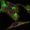 Inhibin Subunit Alpha antibody, NB110-89459, Novus Biologicals, Immunofluorescence image 