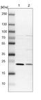 THO complex subunit 7 homolog antibody, NBP1-82076, Novus Biologicals, Western Blot image 