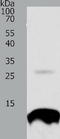 TNF Receptor Superfamily Member 12A antibody, TA321856, Origene, Western Blot image 