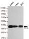Serine/threonine-protein phosphatase PP1-gamma catalytic subunit antibody, GTX49165, GeneTex, Western Blot image 