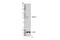TNF Superfamily Member 15 antibody, 57221S, Cell Signaling Technology, Western Blot image 