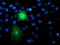 Transmembrane Protein With EGF Like And Two Follistatin Like Domains 2 antibody, LS-C173849, Lifespan Biosciences, Immunofluorescence image 