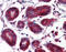 Macrophage Migration Inhibitory Factor antibody, 48-045, ProSci, Immunohistochemistry frozen image 