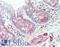Adenosine A1 Receptor antibody, LS-B10504, Lifespan Biosciences, Immunohistochemistry frozen image 