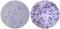 IL-4 antibody, 16-7041-85, Invitrogen Antibodies, Enzyme Linked Immunosorbent Assay image 