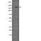 Nik-related protein kinase antibody, PA5-67851, Invitrogen Antibodies, Western Blot image 