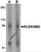 Pleckstrin Homology Domain Containing M3 antibody, 5487, ProSci Inc, Western Blot image 