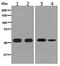 Estrogen Related Receptor Gamma antibody, ab128930, Abcam, Western Blot image 